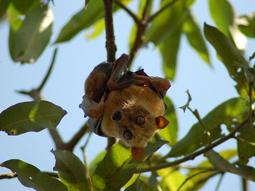 Sulawesi flying fox